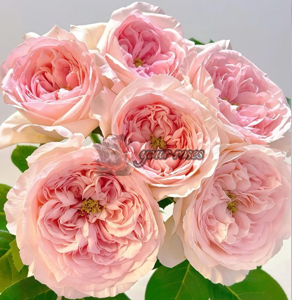Dolce Summerhouse Rose for sale丨Your roses