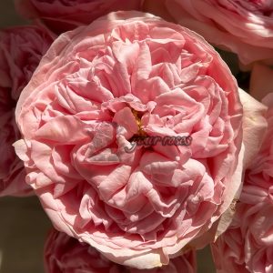 Dolce Summerhouse Rose丨Your roses