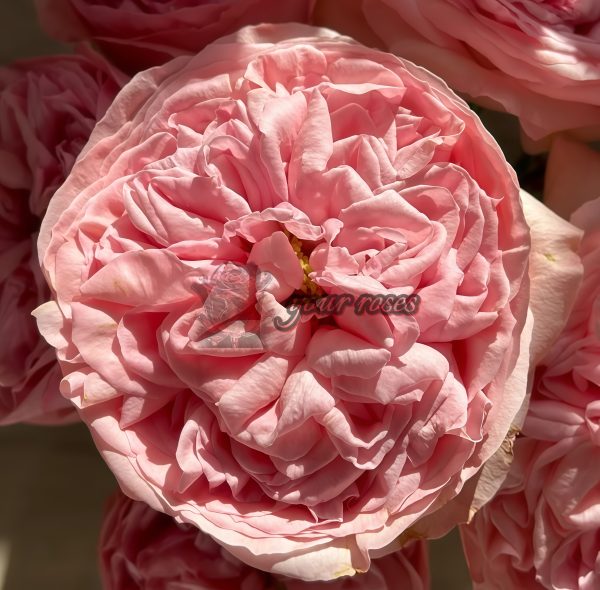 Dolce Summerhouse Rose丨Your roses