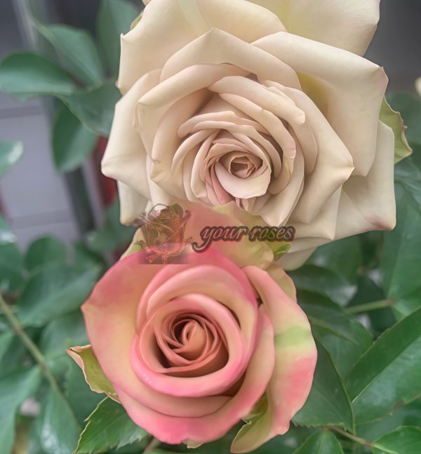 Dreamlike Rose plant丨Your roses
