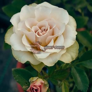 Dreamlike Rose for sale丨Your roses