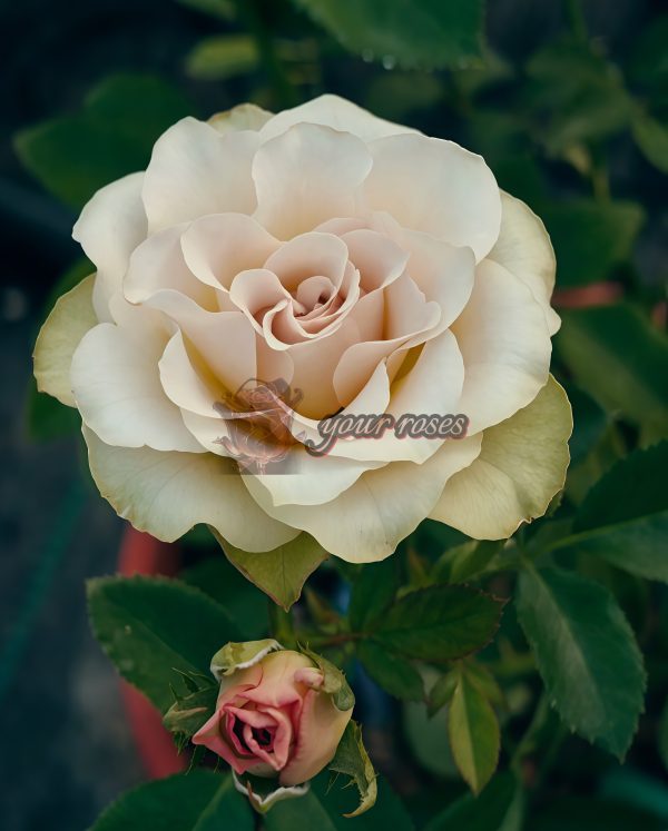 Dreamlike Rose for sale丨Your roses