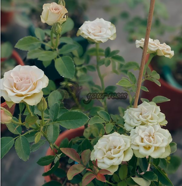 Dreamlike Rose丨Your roses