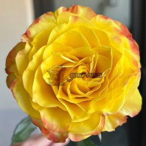 Drunken Delight Rose plant丨Your roses