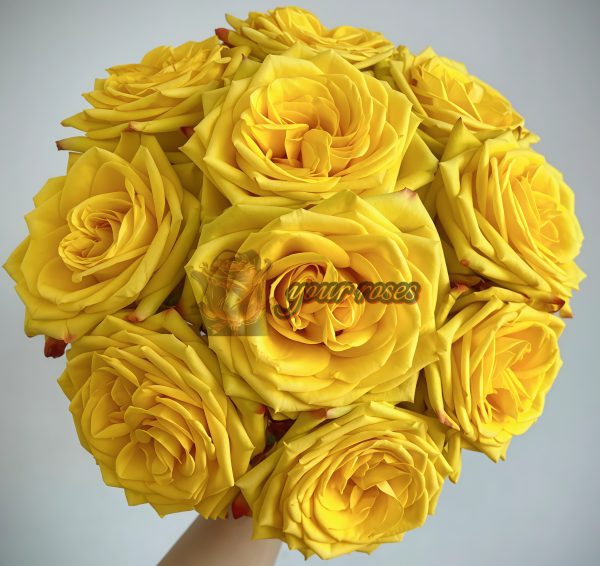 Drunken Delight Rose丨Your roses