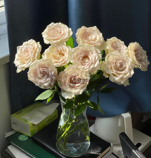 Early Grey Rose plant丨Your roses