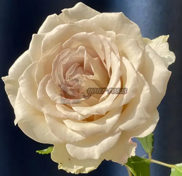 Early Grey Rose丨Your roses