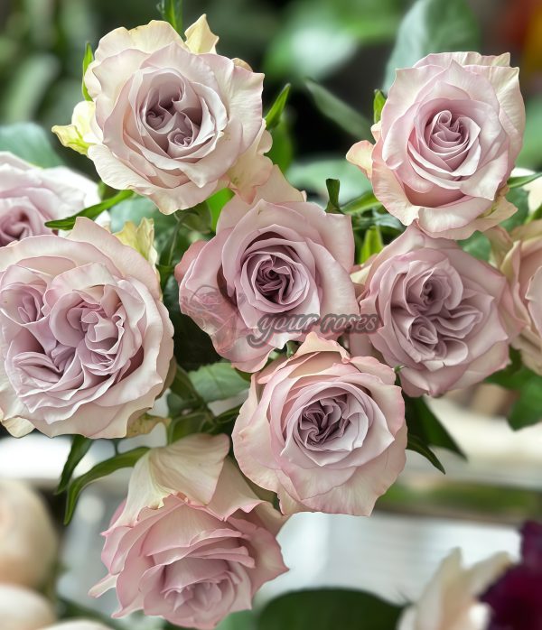 Early Grey Rose for sale丨Your roses