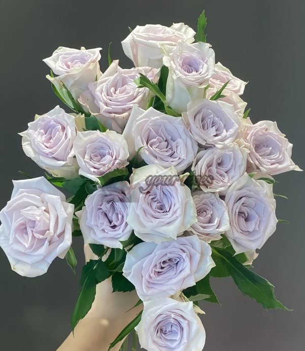 Early Grey Rose丨Your roses