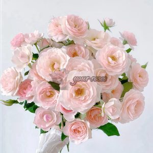 English Miss Rose丨Your roses