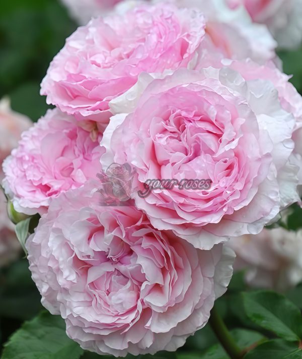 Euridice Rose丨Your roses