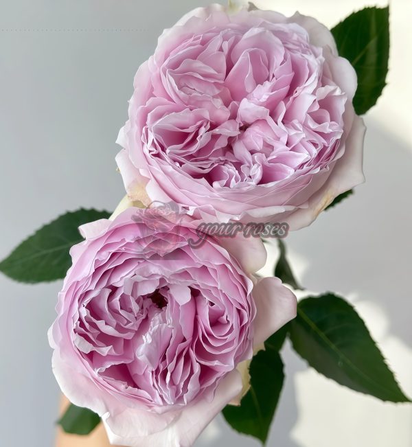 Euridice Rose for sale丨Your roses