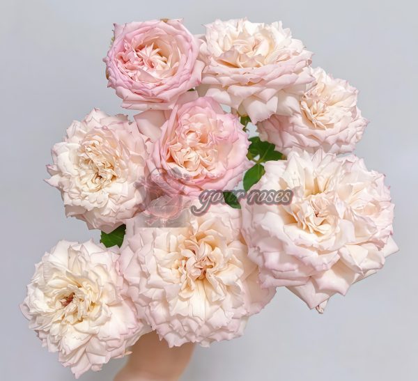 Euridice Rose丨Your roses