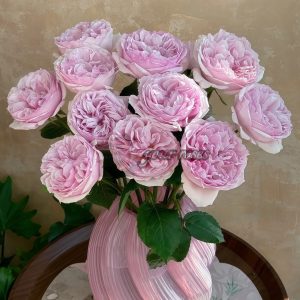 Euridice Rose plant丨Your roses