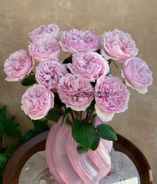 Euridice Rose plant丨Your roses
