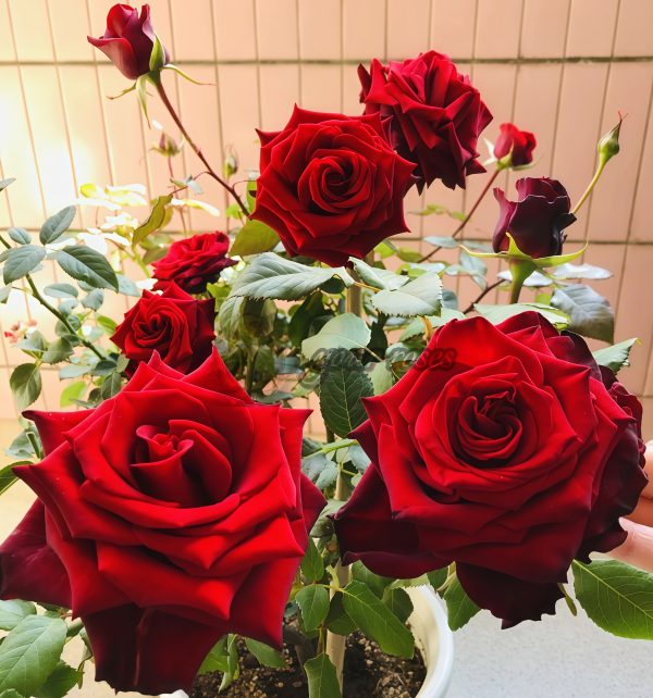 Explorer Rose for sale丨Your roses