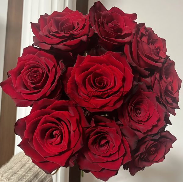 Explorer Rose丨Your roses