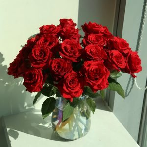 Explorer Rose plant丨Your roses