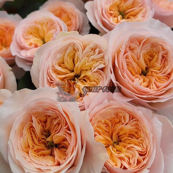 Georgina Gardens Rose丨Your roses