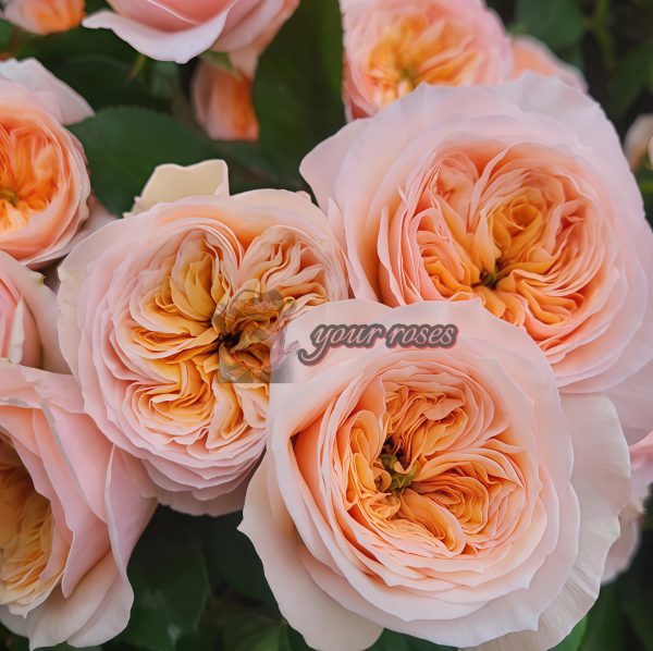 Georgina Gardens Rose plant丨Your roses