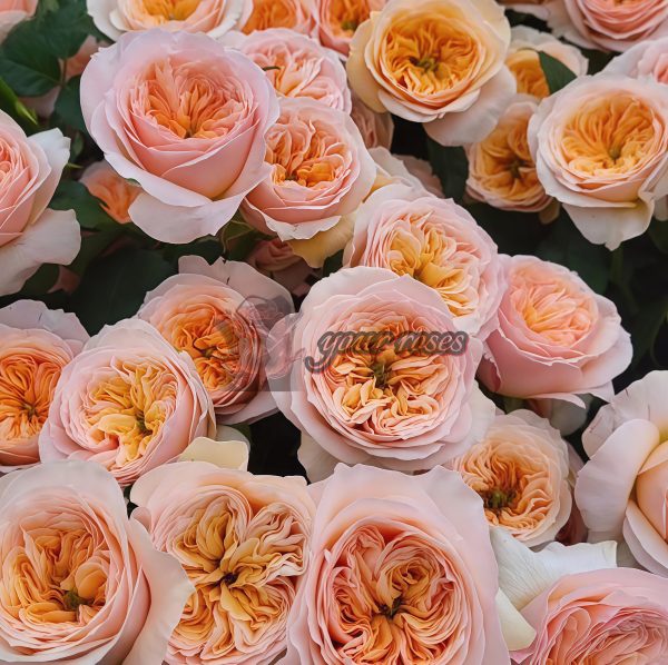 Georgina Gardens Rose丨Your roses