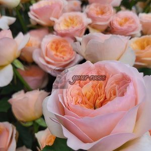 Georgina Gardens Rose for sale丨Your roses