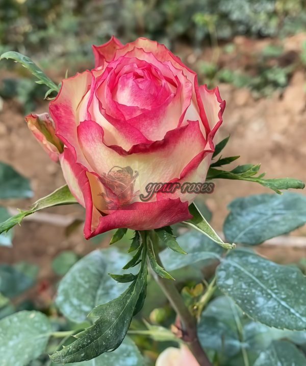 Glendora Summerhouse Rose for sale丨Your roses