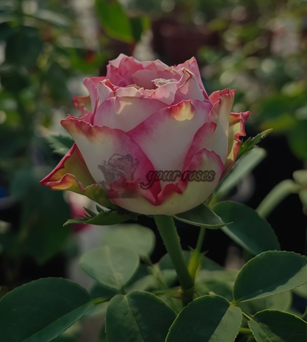 Glendora Summerhouse Rose丨Your roses