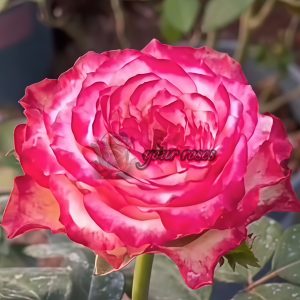 Glendora Summerhouse Rose plant丨Your roses