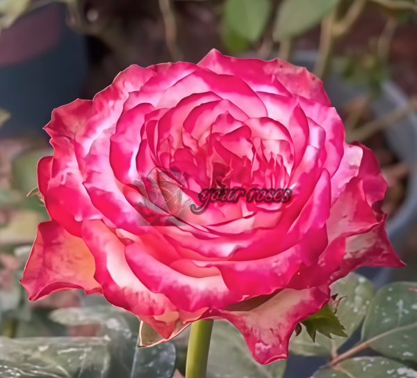 Glendora Summerhouse Rose plant丨Your roses
