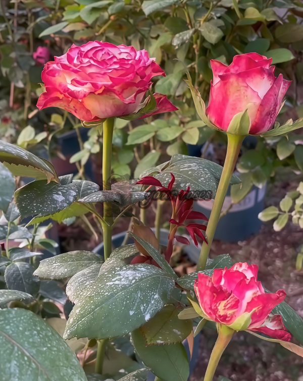 Glendora Summerhouse Rose丨Your roses