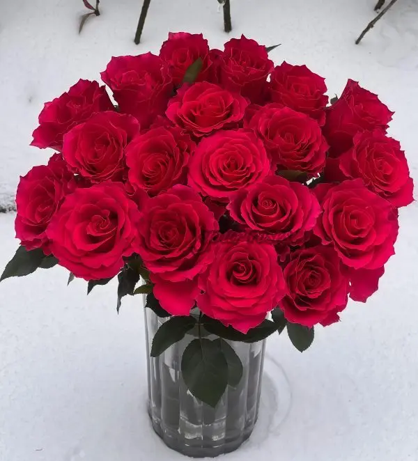 Gotcha Rose丨Your roses