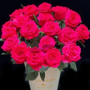 Gotcha Rose plant丨Your roses