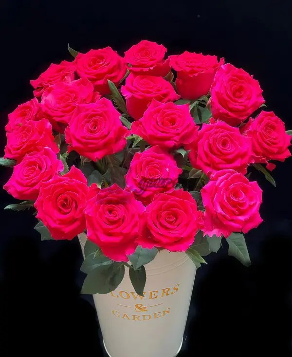 Gotcha Rose plant丨Your roses