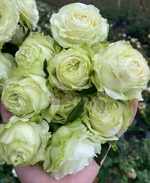 Haute Couture Rose for sale丨Your roses