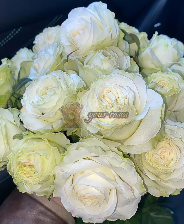 Haute Couture Rose丨Your roses