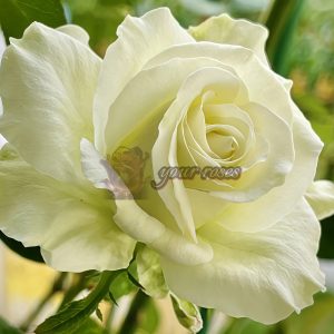 Haute Couture Rose plant丨Your roses