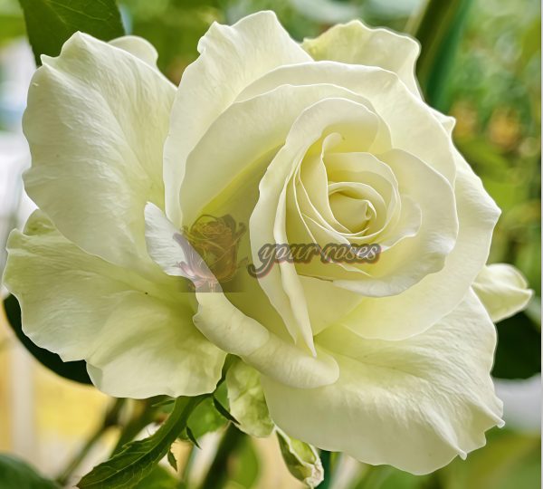 Haute Couture Rose plant丨Your roses