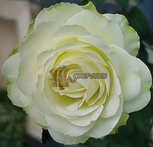 Haute Couture Rose丨Your roses