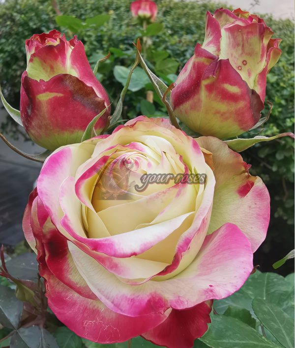 Her Majesty Rose丨Your roses