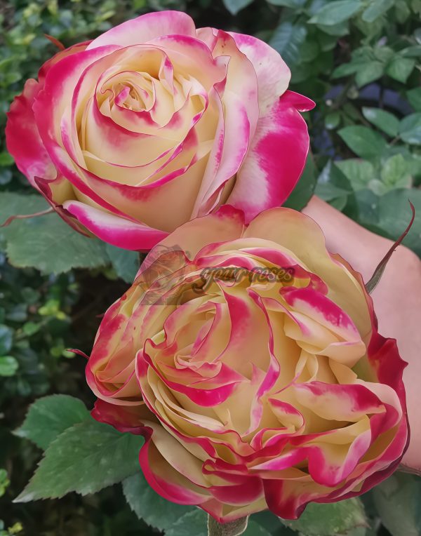 Her Majesty Rose plant丨Your roses