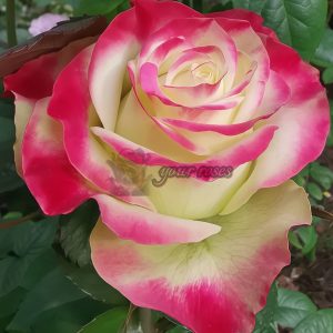 Her Majesty Rose丨Your roses
