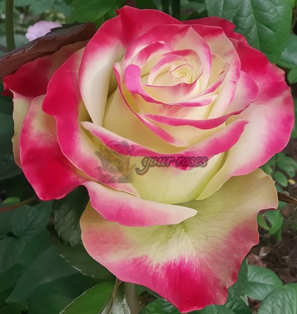 Her Majesty Rose丨Your roses