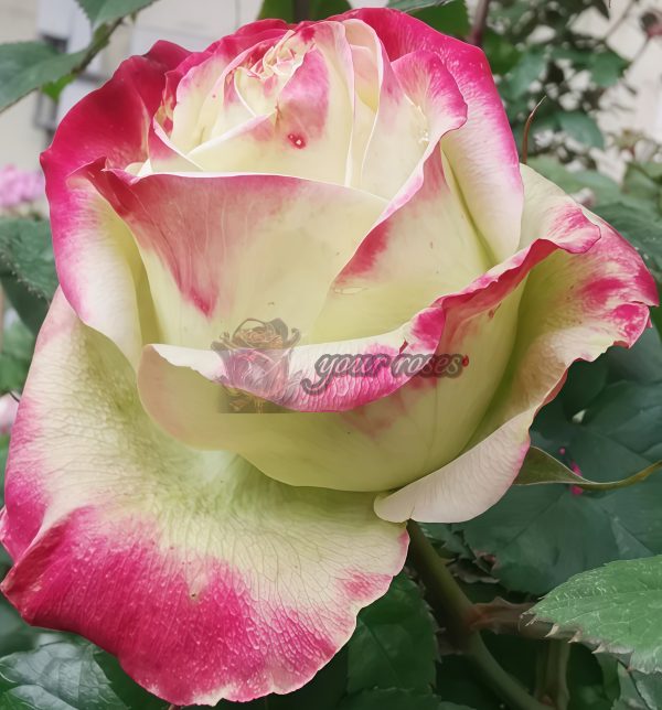 Her Majesty Rose for sale丨Your roses