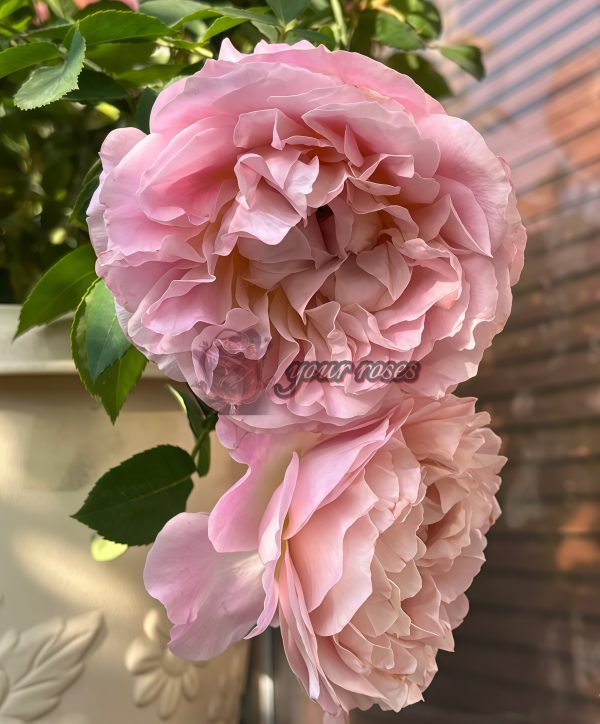 Heure Magique Rose for sale丨Your roses