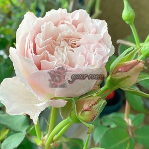 Heure Magique Rose丨Your roses