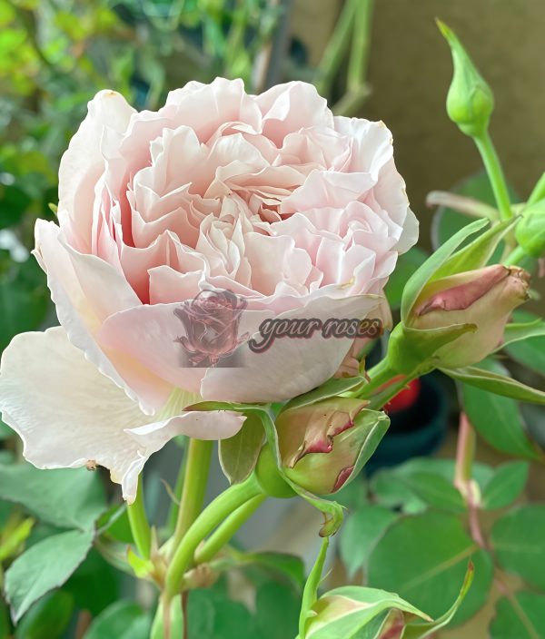 Heure Magique Rose丨Your roses