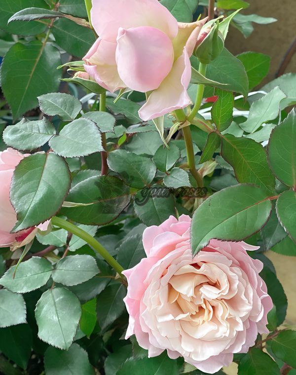 Heure Magique Rose plant丨Your roses