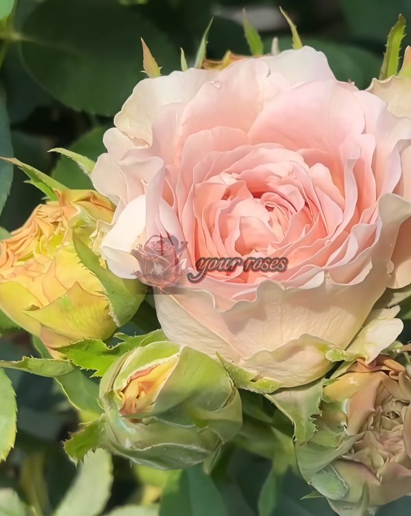 Heure Magique Rose丨Your roses