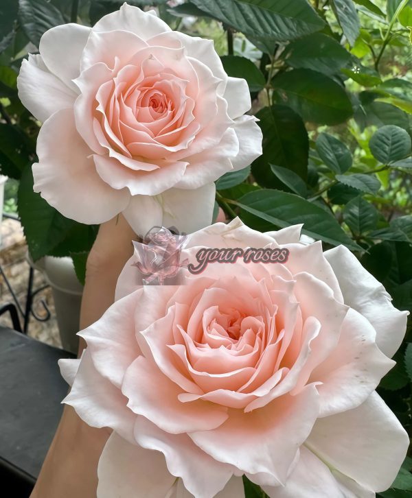 Jade Fat Rose丨Your roses
